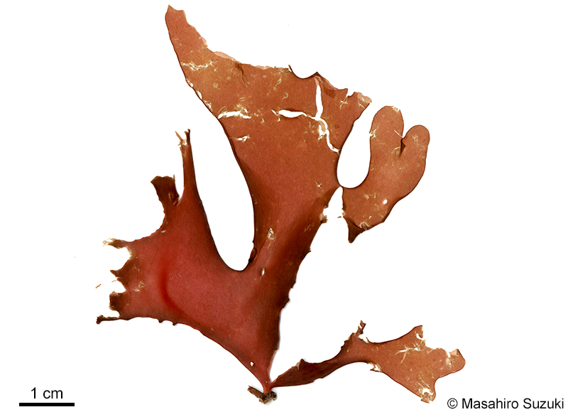 アツバノリ Sarcodia sp. (S. cf. ceylanica)